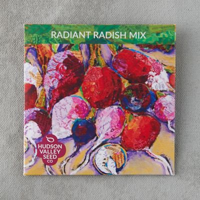 Radiant Radish Blend Seeds