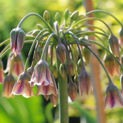 Allium siculum Bulbs