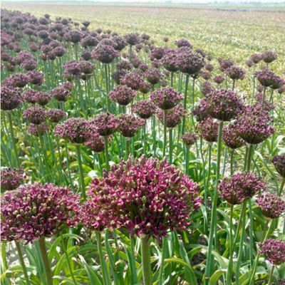 Allium ‘Magic’ Bulbs
