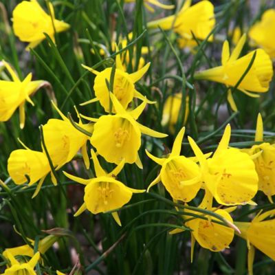 Narcissus ‘Golden Bells’ Bulbs | Terrain