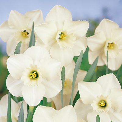 Narcissus ‘Misty Glen’ Bulbs