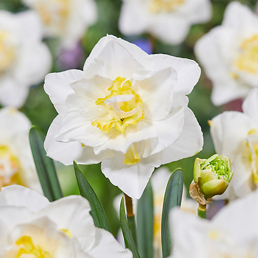 View larger image of Narcissus ‘White Lion’ Bulbs