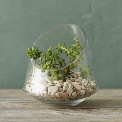 Angled Spotlight Terrarium