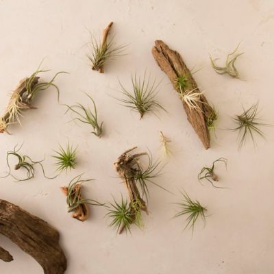 Tillandsia Collection, Small