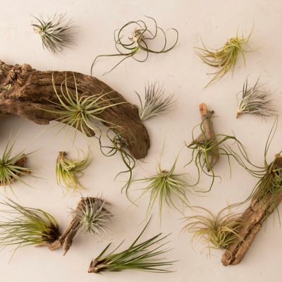 Tillandsia Collection, Medium