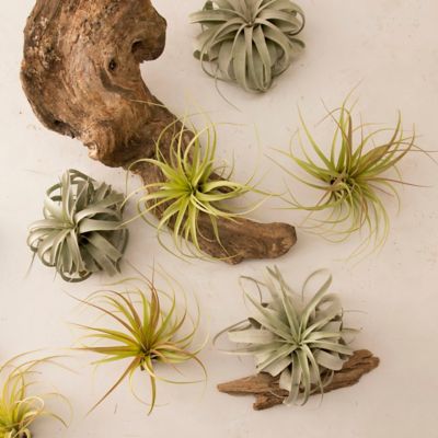 Giant Tillandsia