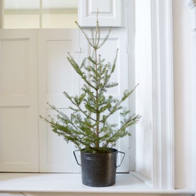Tabletop Balsam Fir