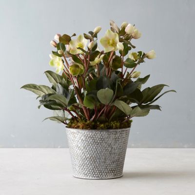 Pink Frost Hellebore, Metal Pot