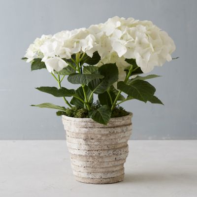 White Robe Hydrangea, Ceramic Pot