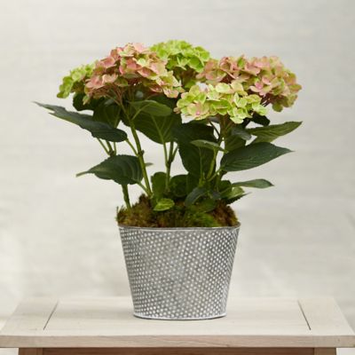 Carousel Hydrangea, Dotted Pot