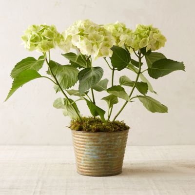 Midori Hydrangea, Ridged Pot