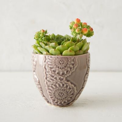 Echeveria, Lace Pot