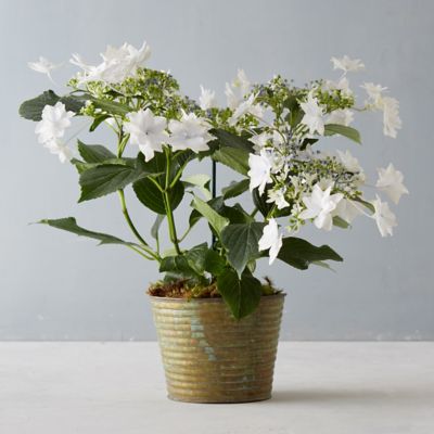 Shooting Star Hydrangea, Ridged Pot