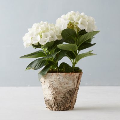 Glory Hydrangea, Birch Pot