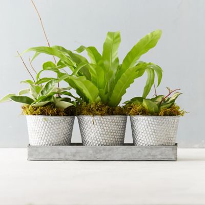 Dotted Pot Foliage Trio