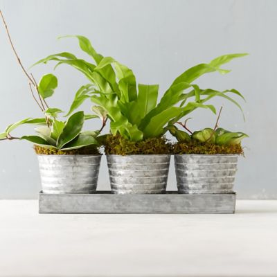 Ridged Pot Foliage Trio