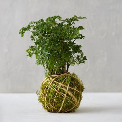 Parsley Aralia String Garden
