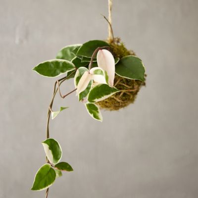 Hoya ‘Tricolor’ String Garden