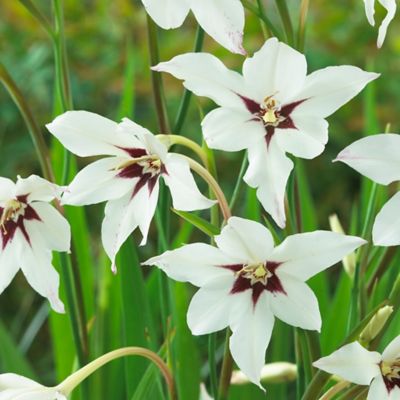‘Acidanthera’ Gladiolus Bulbs