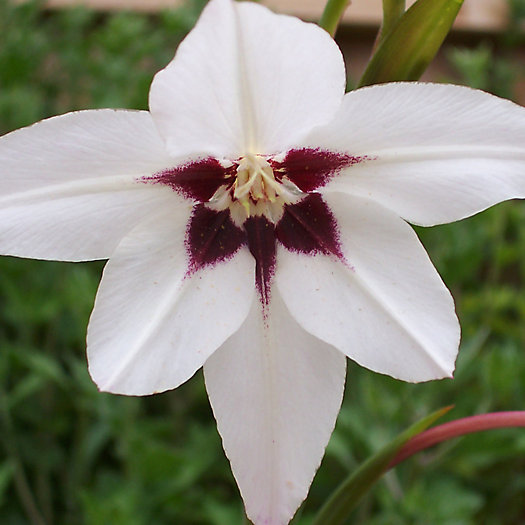 View larger image of ‘Acidanthera’ Gladiolus Bulbs