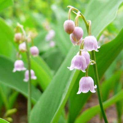 Convallaria rosea ‘Lily of the Valley’ Bulbs