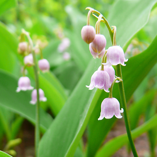 View larger image of Convallaria rosea ‘Lily of the Valley’ Bulbs