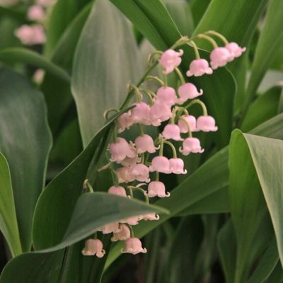 Convallaria rosea ‘Lily of the Valley’ Bulbs