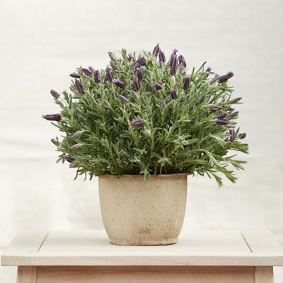 Spanish Lavender, Barrel Pot