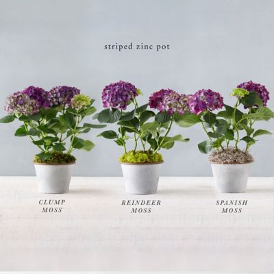 Build Your Own: Potted New Wine Hydrangea