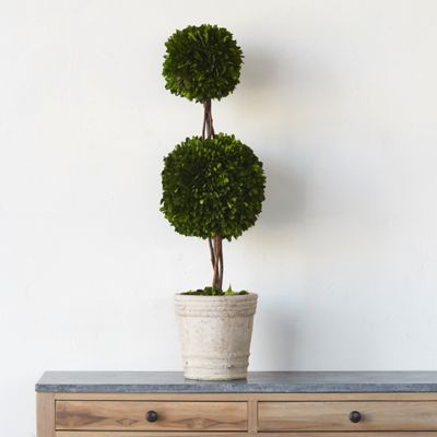 Preserved Boxwood Double Topiary, Medium