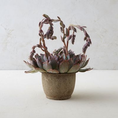 Echeveria, Metal Pot