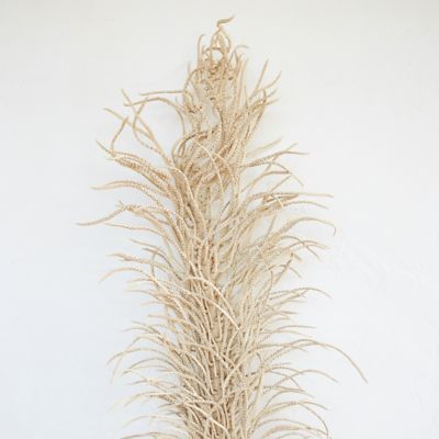 Dried Medusa Branch