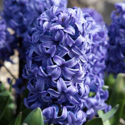 Hyacinth ‘Delft Blue’ Bulbs