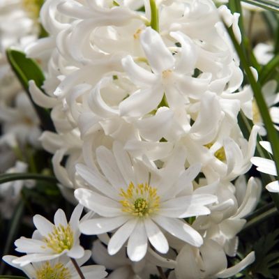Hyacinth ‘Carnegie’ Bulbs