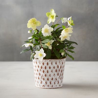 White Hellebore, Pinecone Pot
