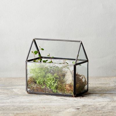 Framed Greenhouse Terrarium