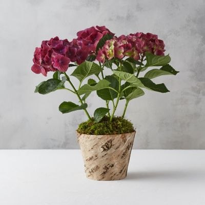 New Wine Hydrangea, Birch Pot