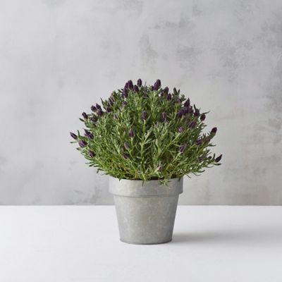 Spanish Lavender, Zinc Pot