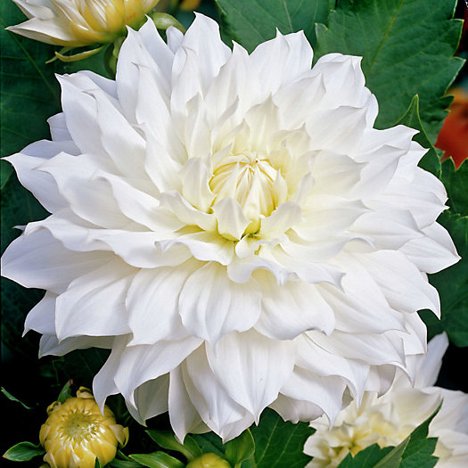 View larger image of ‘Snow Country’ Dahlia Bulbs