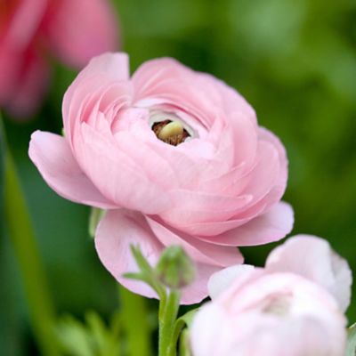 ‘Tecolote Pink’ Ranunculus Bulbs