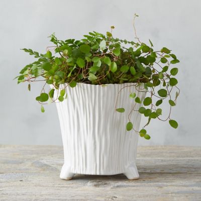 Ceramic Rose Pot