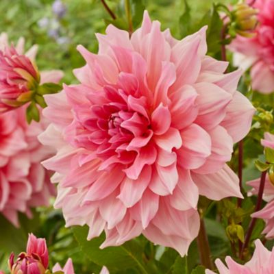 ‘Otto’s Thrill’ Dahlia Bulb