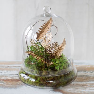 The Best Terrarium Plants For DIY Container Arrangements