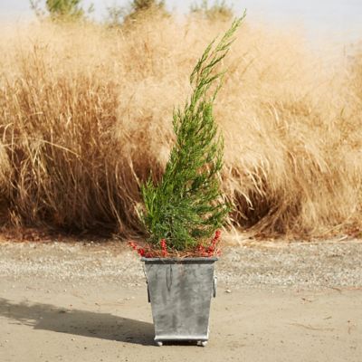 Ring Handle Iron Taper Planter