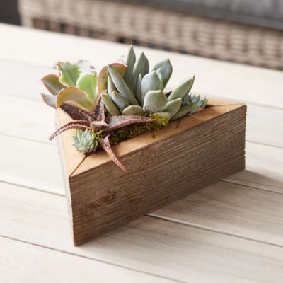 Living Succulent Triangle Planter