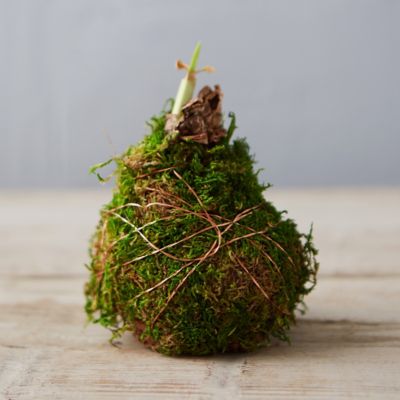 Moss Wrapped Amaryllis Bulb