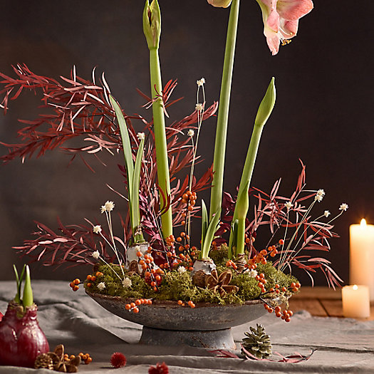 View larger image of Moss Wrapped Amaryllis Bulb