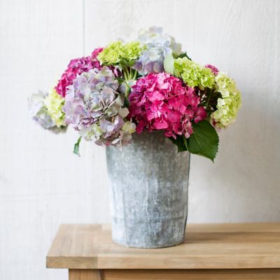 Fresh Hydrangea Bunch