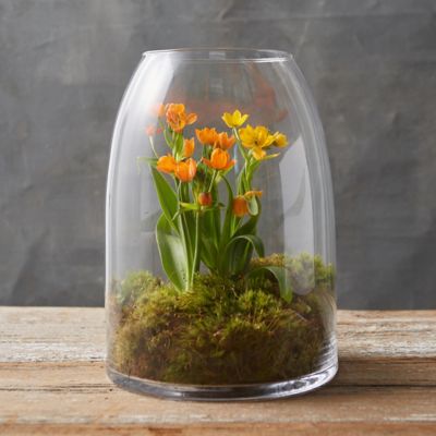 Open Dome Terrarium