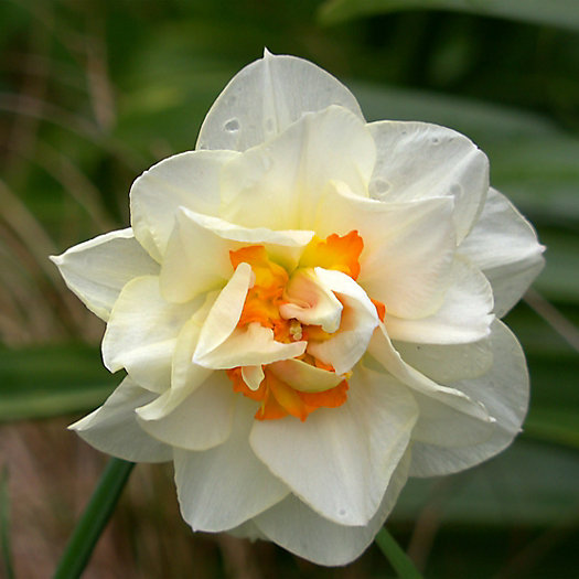 View larger image of Narcissus ‘Double Fashion’ Bulbs